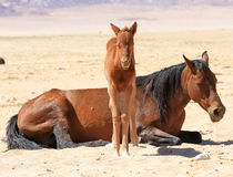  © Namibia Wild Horses Foundation